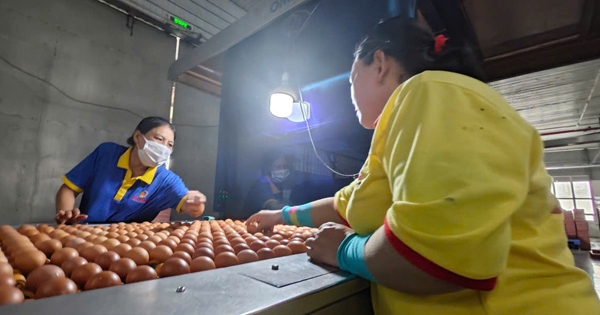 Tin vui cho trứng, thịt xuất ngoại