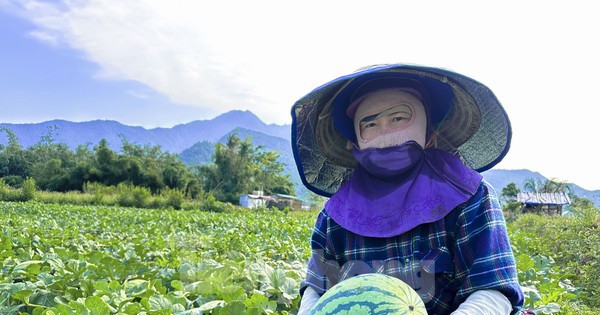 Dưa hấu được mùa rớt giá, nông dân Đà Nẵng đứng ngồi không yên