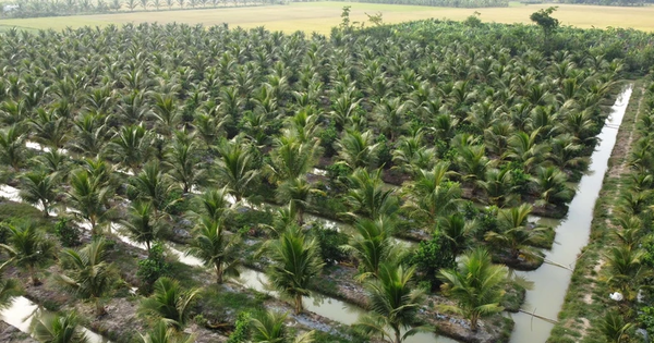 Loại quả bình dân của Việt Nam được Trung Quốc, Mỹ săn lùng, ví như "vàng xanh", Bến Tre trồng cực nhiều