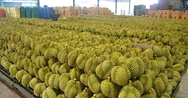 Cung vượt cầu, đối thủ sầu riêng Việt Nam thành lập trung tâm chế biến quy mô lớn, tuyên bố vừa phát triển thành công 3 giống sầu riêng mới