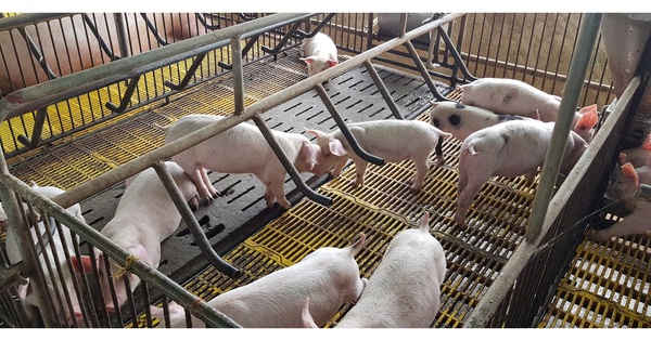 Giá heo hơi giảm sâu, người nuôi "bán tháo" né dịch