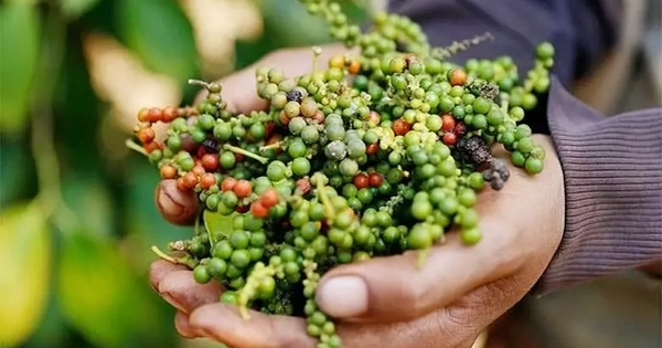 Bất ngờ giá hồ tiêu Việt Nam