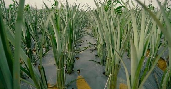 Nga, Mỹ đua nhau nhập khẩu “hoa hậu trái cây” của Việt Nam: Đây là loại quả nước ta xuất đi hơn 100 nước