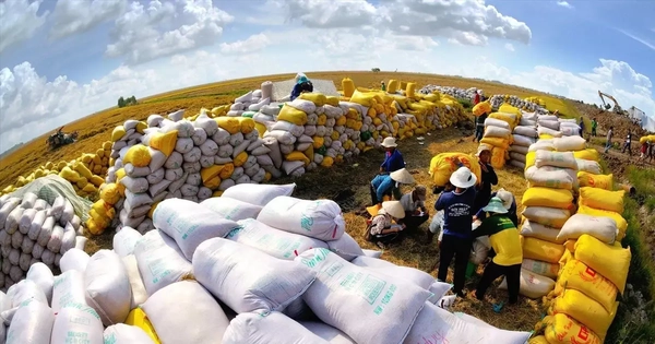 Philippines dừng nhập khẩu gạo, Việt Nam ảnh hưởng thế nào?