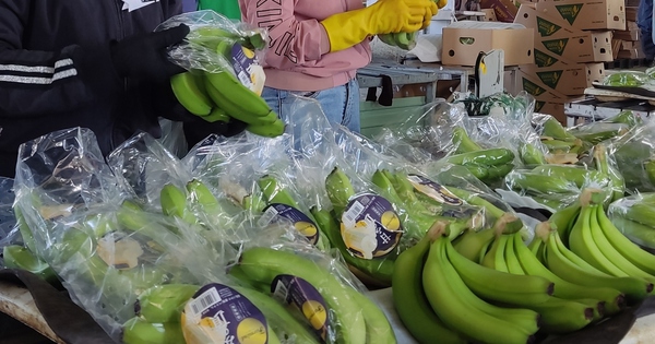Giải mã sức nóng của chuối Việt Nam ở thị trường Trung Quốc, Nhật Bản