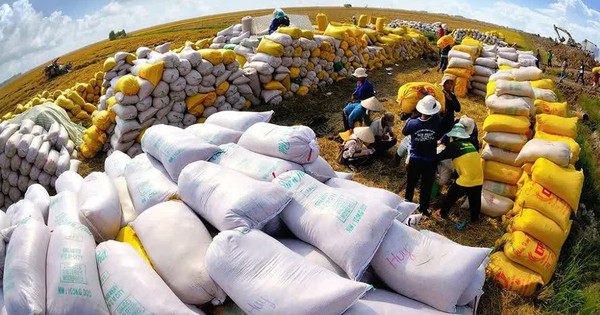 Giá gạo thế giới thấp nhất 8 năm