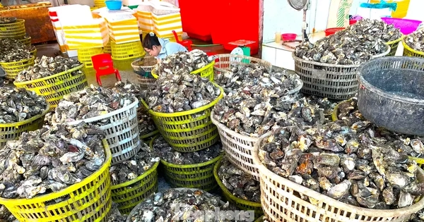 Chuyện gì đang xảy ra với hàu Quảng Ninh?