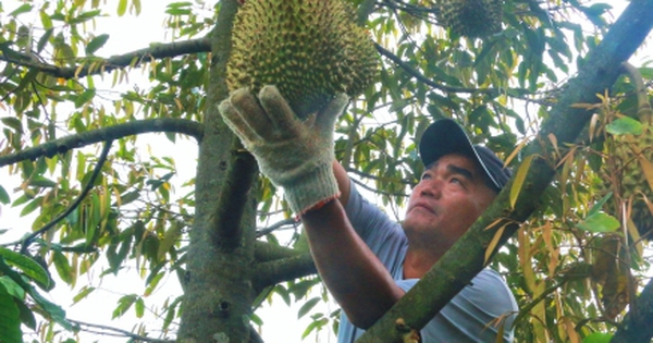 Sầu riêng sượng nước, nông dân Đắk Lắk bất lực nhìn giá rớt thảm