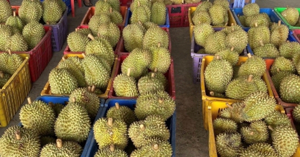 Sầu riêng rẻ chưa từng có được bán la liệt: Bài học tăng trưởng 'nóng'