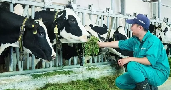 Lý do nhiều vùng chăn nuôi bò sữa trên bờ vực phá sản