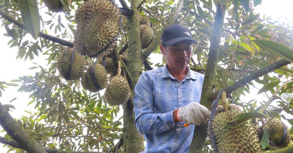 Phập phồng mùa thu hoạch sầu riêng