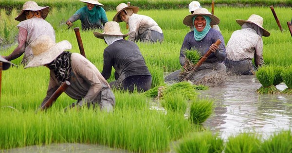 Nước ĐNÁ nhập khẩu gạo nhiều nhất thế giới mua 75% sản phẩm từ Việt Nam