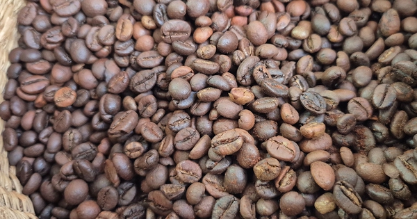 Giá cà phê hôm nay 27-8: Robusta tăng 5 phiên liên tục, cà phê Việt giảm thị phần tại Nhật