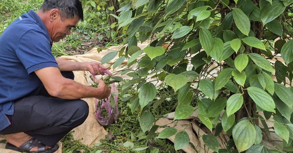 Giá tiêu hôm nay 31-8: Những yếu tố đẩy giá