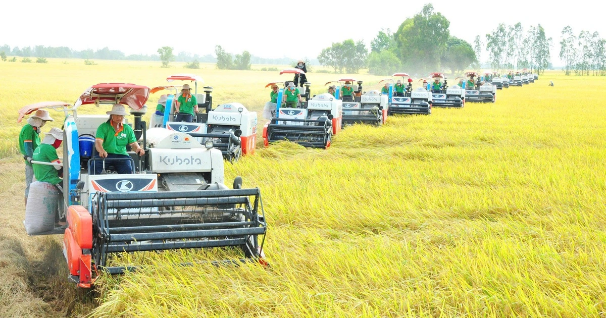 Hạt gạo vươn mình cùng đất nước