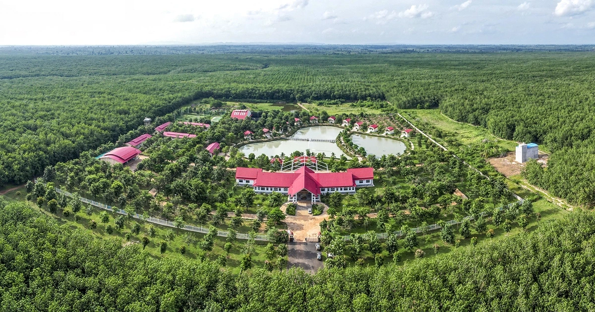 Chư Sê - Kampong Thom: Ngọn cờ đầu của ngành cao su Việt Nam trên đất Campuchia