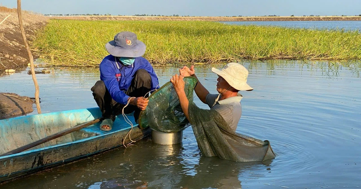 Mưa bão gia tăng, cảnh báo lũ sông Cửu Long lên nhanh vào cuối tháng 8