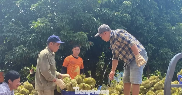 Buôn sầu riêng nhanh giàu nhưng dễ 'bay' sổ đỏ