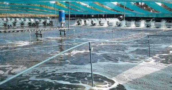 Trung Quốc liên tục săn lùng 'kho báu' dưới nước của Việt Nam: Nước ta là trùm đứng thứ 2 thế giới, sở hữu công nghệ chế biến hiện đại đứng top toàn cầu