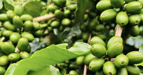 Giá cà phê hôm nay 11-9: Tăng mạnh và lợi thế mới của cà phê Việt