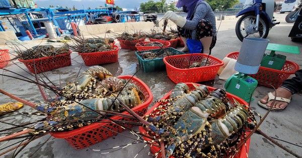 Trung Quốc đang tăng ‘săn’ báu vật dưới nước gì của Việt Nam dịp Trung thu, Tết năm nay?