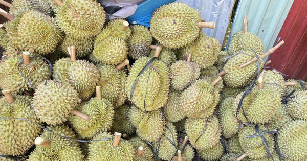Sầu riêng sượng nước rớt giá mạnh, khắc phục được không?