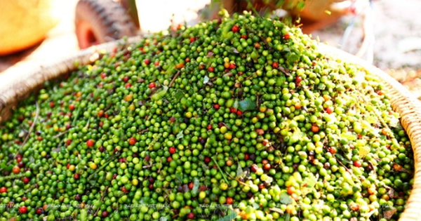Giá tiêu hôm nay 15/9: Ổn định, cao nhất 151.000 đồng/kg