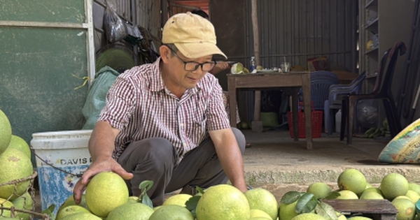 Đặc sản ‘tiến vua’ được mùa, được giá, người dân đếm cây thu tiền triệu mỗi ngày