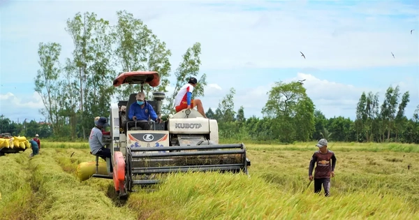 Vì sao giá lúa ở An Giang giảm mà bà con lại vui?