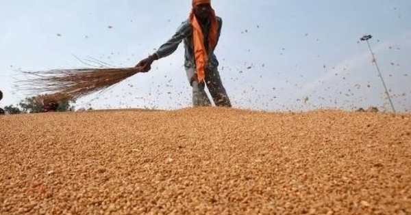 Phát hiện sinh vật dài 3mm đe dọa ngành công nghiệp 12 tỷ USD của Úc