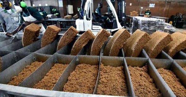 Hàng chục nghìn tấn 'vàng trắng' của Việt Nam được Indonesia đổ tiền mua: 1/3 thế giới ưa chuộng, nước ta sở hữu diện tích trồng hơn 900.000 ha