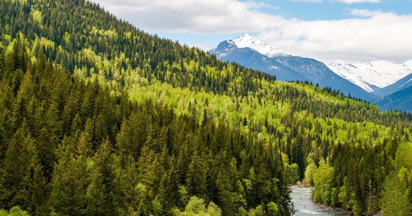 Gỗ Canada mở ra tiềm năng mới cho các nhà sản xuất Việt Nam