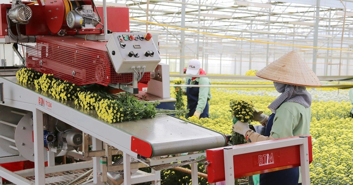 Mua Lynch Group, Dalat Hasfarm trở thành công ty hoa tươi hàng đầu thế giới