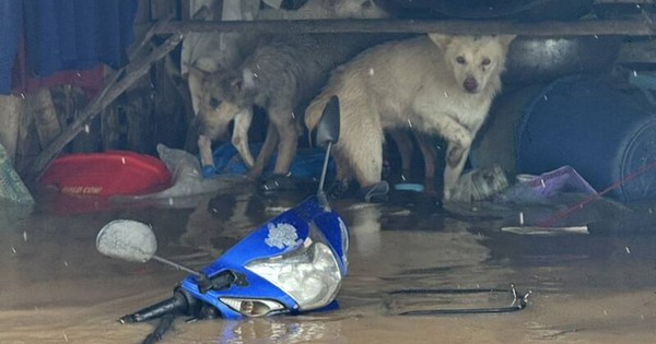 Vừa quần thảo Việt Nam, bão Bualoi tiếp tục tàn phá quốc gia này: Mưa lớn từ đêm tới sáng, nhà cửa ngập tới nóc, trường học phải đóng cửa