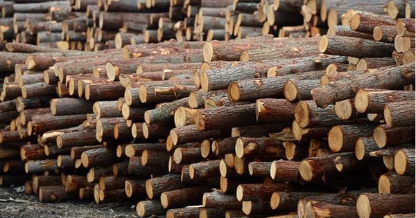 Mỹ đổ hơn 6 tỷ USD săn 'cây kim tiền' của Việt Nam: thuế nhập khẩu 10%, Việt Nam là ông trùm đứng thứ 5 thế giới