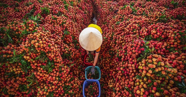Không phải sầu riêng, một báu vật triệu đô của Việt Nam khiến Trung Quốc, Mỹ mê mẩn: xuất khẩu tăng khủng hơn 5.000%, sản lượng đạt 300.000 tấn