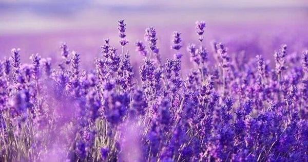 Một cổ phiếu "họ" Vingroup bốc đầu kịch trần, điều gì đang xảy ra?
