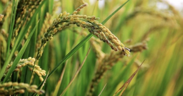 Buồn của quốc gia sản xuất gạo lớn thứ 3 thế giới: Giá tăng vọt dù sản lượng và nhập khẩu cao kỷ lục, mua từ Việt Nam tăng gần 26.000%
