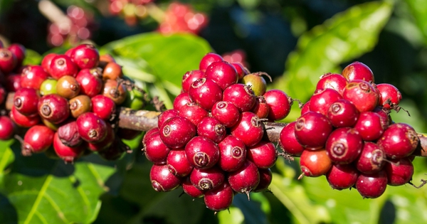 Giá cà phê hôm nay 9-10: Tăng rất mạnh, Robusta Việt có bị soán ngôi vua?