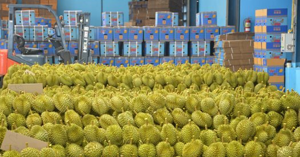 Láng giềng Việt Nam vừa khởi động ‘siêu dự án’ sầu riêng để xuất khẩu sang Trung Quốc, nắm giữ 1 lợi thế Việt Nam, Thái Lan đều không có