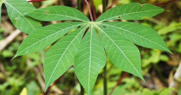 Không ai ngờ: Loại lá rẻ tiền ở Việt Nam được Nhật, Hàn săn lùng, thu về triệu USD