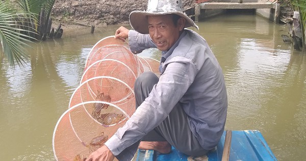 Miền Tây: Cua biển cột bằng dây nilon giá 450.000 đồng/kg