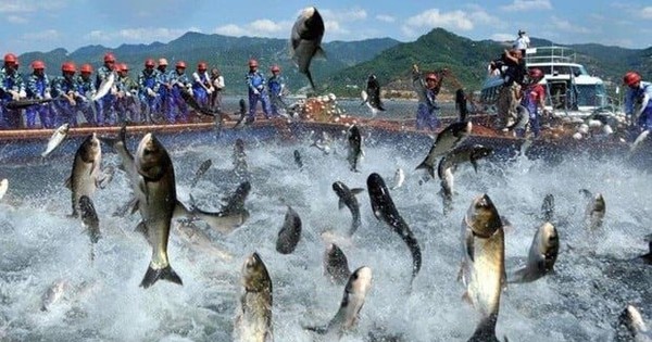 'Vua cá tra' báo lãi 9 tháng đầu năm gấp 18 lần cùng kỳ, cổ phiếu tăng hơn 60% từ đầu năm