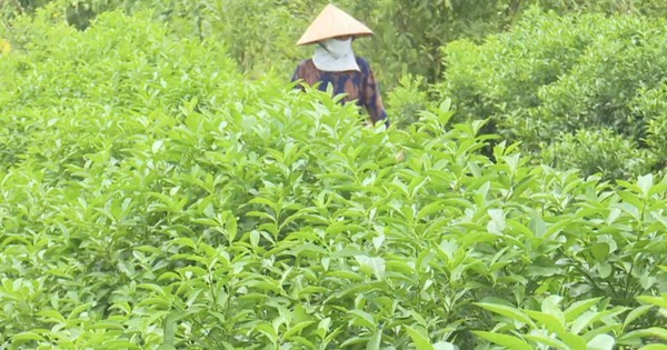 Loại lá rẻ như cho của Việt Nam nay đắt đỏ khi “xuất ngoại”: Âu, Mỹ nhập về chuyên dùng cho ẩm thực cao cấp