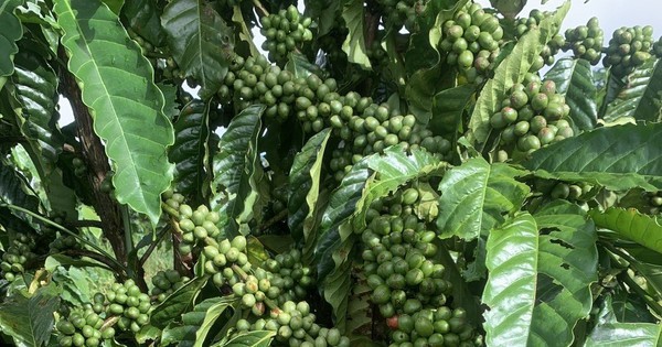 Giá cà phê hôm nay 19-10: Vào vụ vẫn tăng, nhờ đâu?