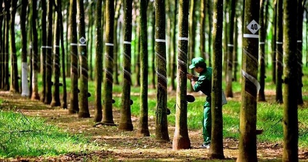 Hái "quả ngọt" từ Campuchia: Doanh nghiệp ngành cao su lãi đột biến tăng 60%