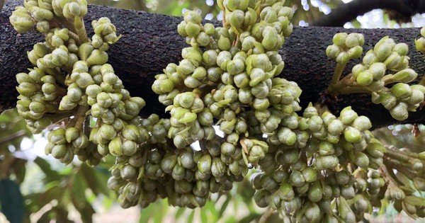 Trung Quốc chi tiền cao kỷ lục để nhập một mặt hàng từ Việt Nam