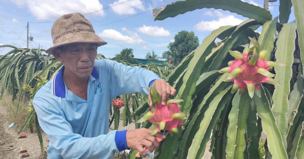 Giá nông thủy sản miền Tây: Trái thanh long "bán rẻ như cho" tại vườn