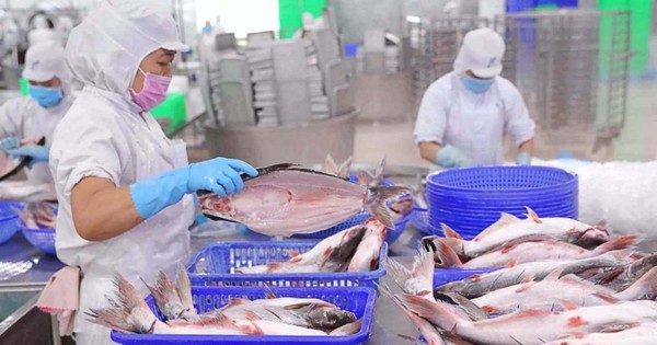 Quý 3/2025: "Nữ hoàng" cá tra Vĩnh Hoàn báo lãi tăng vọt 35%, "thoái" hơn trăm tỷ loạt cổ phiếu bất động sản