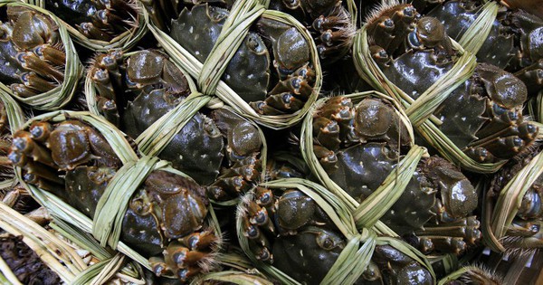 Cua ghẹ Việt đổi dòng chảy: Mỹ tiêu thụ chậm, một thị trường quan trọng khác lại bứt tốc